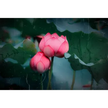Lotus Plant6-3574668-28872.webp